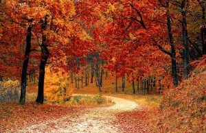 Some significant changes in lifestyle on this month in Germany (October series ) Some significant changes in lifestyle on this month in Germany (October series )